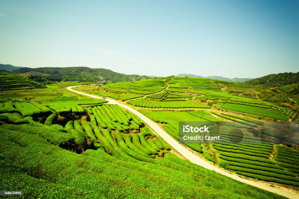 plantation de thé - Photo de Phytothérapie libre de droits