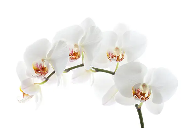 Photo of Orchid on White