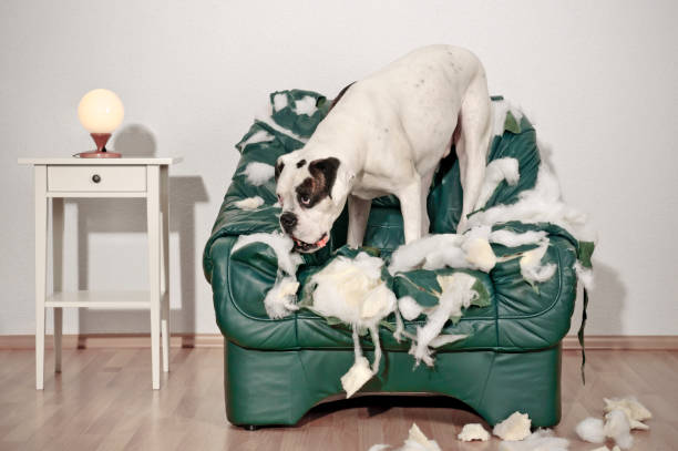 perro boxer destruye silla de cuero - boxer perro fotografías e imágenes de stock