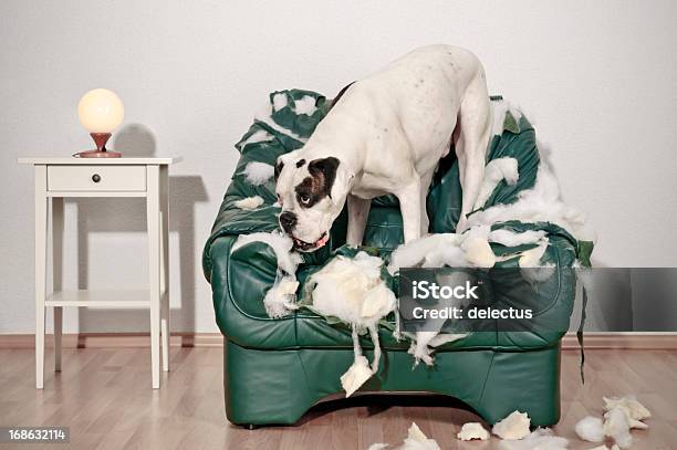 Боксер Собака Разрушает Кожаное Кресло — стоковые фотографии и другие картинки Собака - Собака, Уничтоженный, Повреждённый