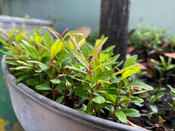istock Red shoot leaf plant seeds under the tree. 1686327379