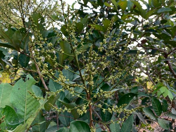 istock Rambutan Tree Blooming During the Dry Season 1686328437