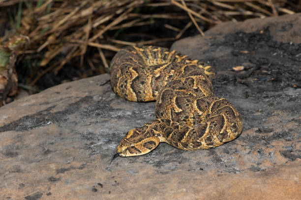 Puff Adder (Bitis arietans) Exquisite camouflage of the potently cytotoxic Puff Adder (Bitis arietans) puff adder bitis arietans stock pictures, royalty-free photos & images