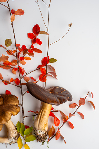 Autumn decoration from plants, mushrooms, flowers and leaves on white