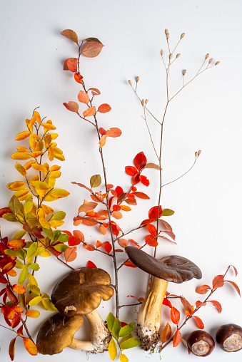 Autumn decoration from plants, mushrooms, flowers and leaves on white