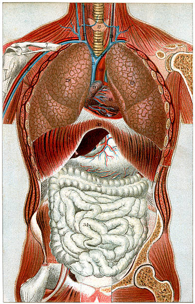 illustrations, cliparts, dessins animés et icônes de le corps humain - human muscle the human body anatomy body