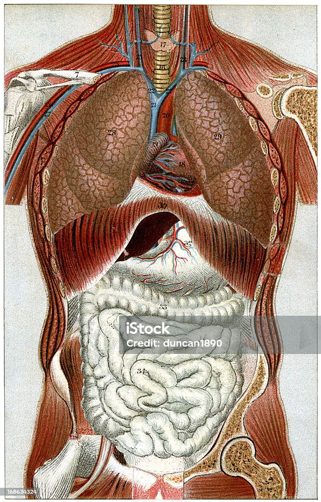 The Human Body Vintage colour lithograph of the human body The Human Body stock illustration