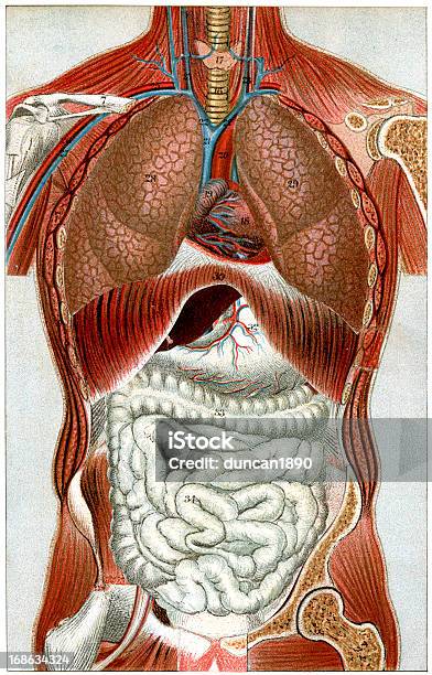 The Human Body Stock Illustration - Download Image Now - The Human Body, Diagram, Anatomy