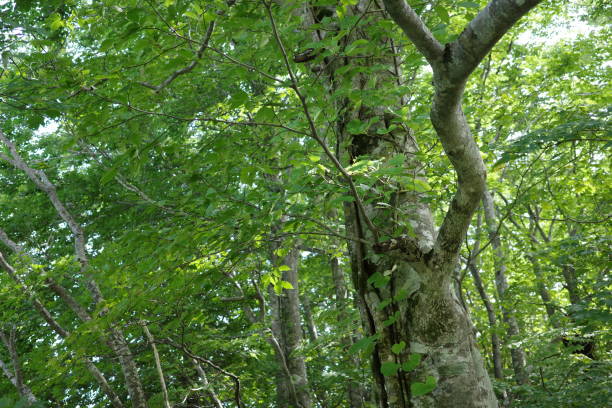 istock Beautiful Beech Forest from Dokko Marsh to Fudou Waterfall in Zao Central Plateau 1686344852