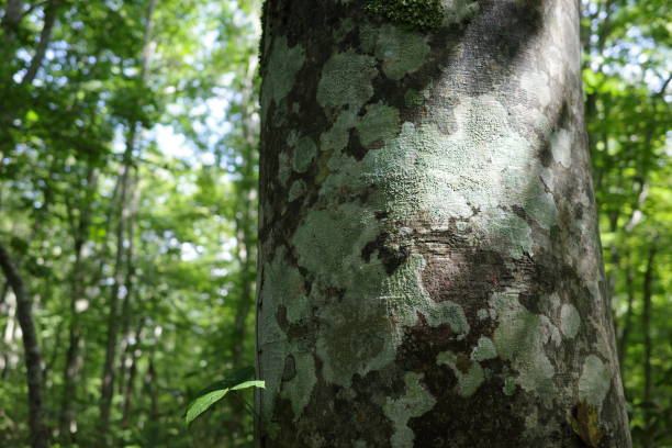 istock Beautiful Beech Forest from Dokko Marsh to Fudou Waterfall in Zao Central Plateau 1686344875