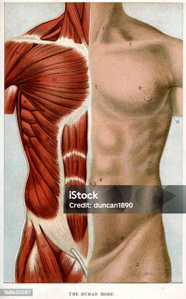 Le Corps Humain Vecteurs libres de droits et plus d'images vectorielles de Anatomie - Anatomie, Musclé, Muscle abdominal