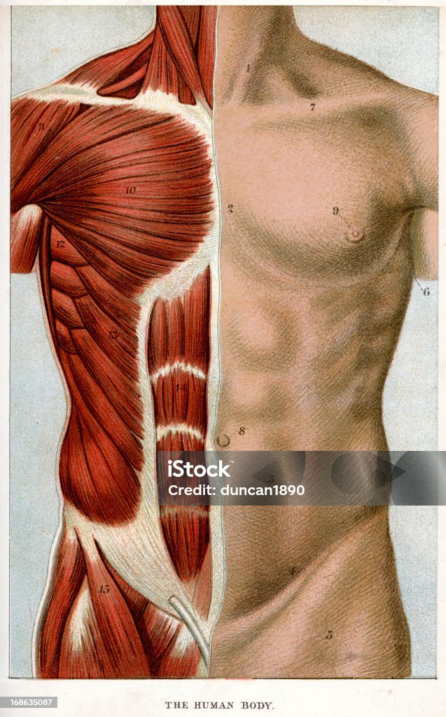 O corpo humano - Ilustração de Anatomia royalty-free