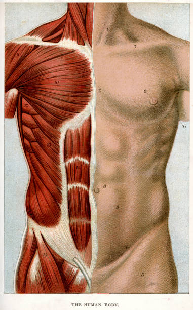 The Human Body Vintage colour lithograph of the human body vintage medical diagrams stock illustrations