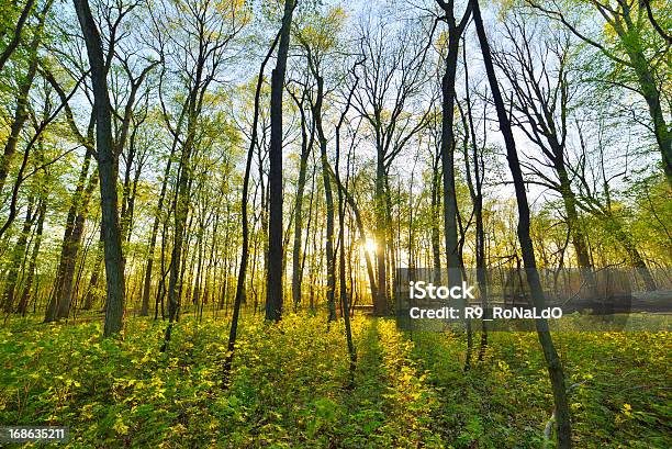 Wiosna Lasu O Zachodzie Słońca - zdjęcia stockowe i więcej obrazów Bez ludzi - Bez ludzi, Drzewo, Ekosystem