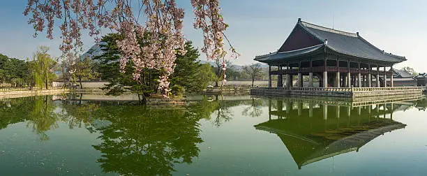 Delicate pink cherry blossom flowers hanging over the tranquil lake reflecting the historic Gyeonghoeru Pavilion in Gyeongbokgung palace grounds in the heart of downtown Seoul, South Korea. ProPhoto RGB profile for maximum color fidelity and gamut.