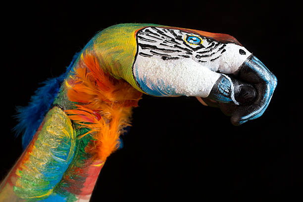 Macaw Body painting, or sometimes bodypainting, is a form of body art. Unlike tattoo and other forms of body art, body painting is temporary, painted onto the human skin, and lasts for only several hours. body paint stock pictures, royalty-free photos & images