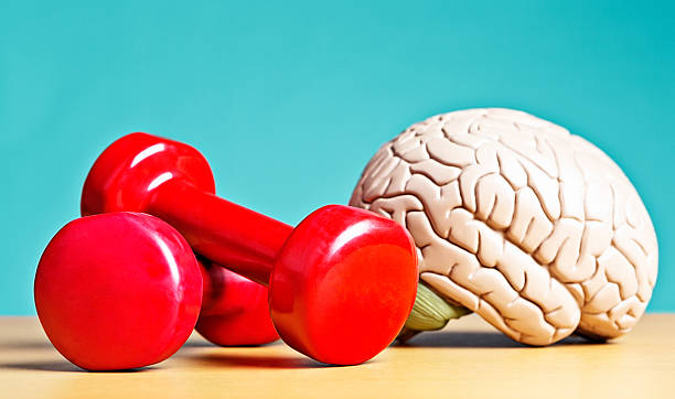 Intellectual heavyweight! Model brain with barbells A model brain sits next to exercise weights. Metaphor for heavyweight intellects, or a reminder that exercise helps your circulation, so as well as keeping your body fit, it also keeps you mentally active. Double bonus! mental strength stock pictures, royalty-free photos & images