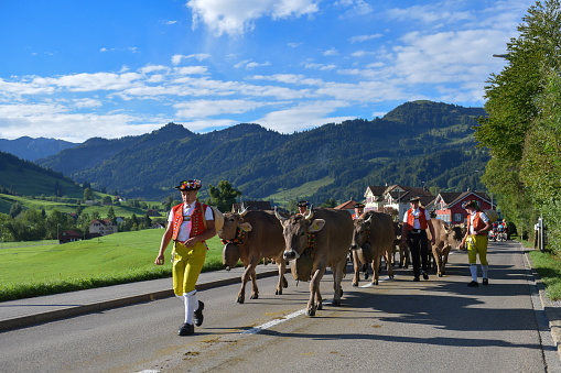 Urnaesch, Appenzell Ausserrhoden, Switzerland-16. September 2023: five farmers in traditional Swiss costumes bring them\nCows\nback to the valley in a traditional procession called “Alpabzug”. The Alpfahrt is still an important festival day for the farmers today. The cattle are ceremoniously driven into the valley. Early in the morning they set off on the long march into the valley. From far away you can hear the organ-like sound of the three coordinated bells of the herdsmen, the chirping of the herdsmen, the dull mooing and the poisonous barking of the Appenzeller mountain dog, which is popularly known as the Bläss.