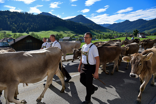 Urnaesch, Appenzell Ausserrhoden, Switzerland-16. September 2023: Three farmers in traditional Swiss costumes bring them\nCows\nback to the valley in a traditional procession called “Alpabzug”. The Alpfahrt is still an important festival day for farmers today. The cattle are ceremoniously driven into the valley. Early in the morning they set off on the long march into the valley. From far away you can hear the organ-like sound of the three coordinated bells of the herdsmen, the chirping of the herdsmen, the dull mooing and the poisonous barking of the Appenzeller mountain dog, which is popularly known as the Bläss.
