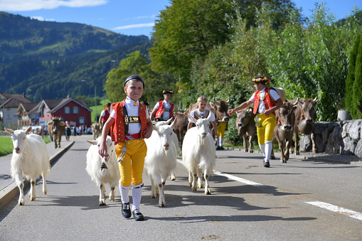 Urnaesch, Appenzell Ausserrhoden, Switzerland-16. September 2023: a boy and a girl and three farmers, in Swiss traditional costumes, bring the goats and cows\nback to the valley in a traditional procession called “Alpabzug”. The Alpfahrt is still an important festival day for farmers today. The cattle are ceremoniously driven into the valley. Early in the morning they set off on the long march into the valley. From far away you can hear the organ-like sound of the three coordinated bells of the herdsmen, the chirping of the herdsmen, the dull mooing and the poisonous barking of the Appenzeller mountain dog, which is popularly known as the Bläss.