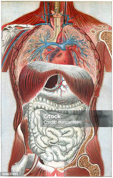 Le Corps Humain Vecteurs libres de droits et plus d'images vectorielles de Planche médicale - Planche médicale, D'autrefois, Style rétro