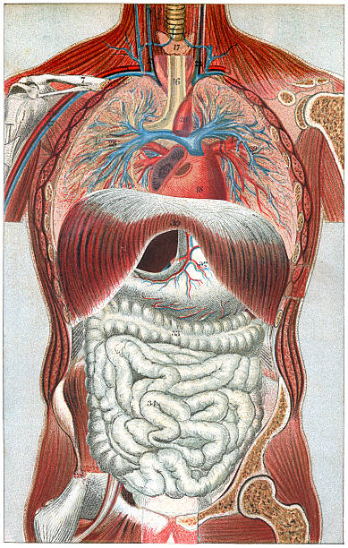 The Human Body Vintage colour lithograph of the human body vintage medical diagrams stock illustrations