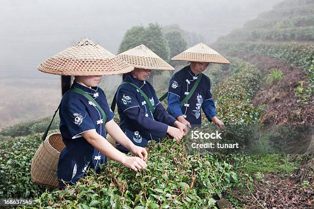 Tea Pickers Yang Shuo China Stock Photo - Download Image Now - Activity, Adult, Adults Only