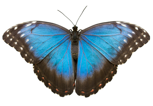 Blue Morpho peleides, tropical butterfly. Isolated on white.