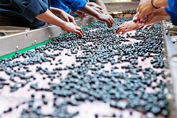 Manual laborers hand sorting grapes at winery Grapes being hand sorted on a conveyor belt before they head to the wine press at a modern winery.  Grape Plant stock pictures, royalty-free photos & images