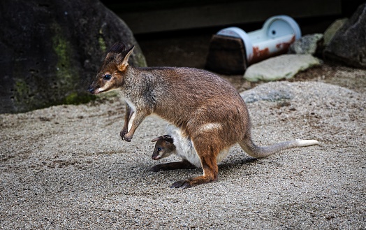 The red-legged pademelon is a species of small macropod found on the northeastern coast of Australia and in New Guinea.