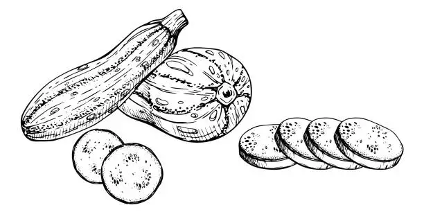 Vector illustration of Hand drawn ink vector marrow zucchini gourd squash. Sketch illustration art for Thanksgiving, harvest, farming. Isolated object, outline. Design for restaurant menu print, cafe, website, invitation