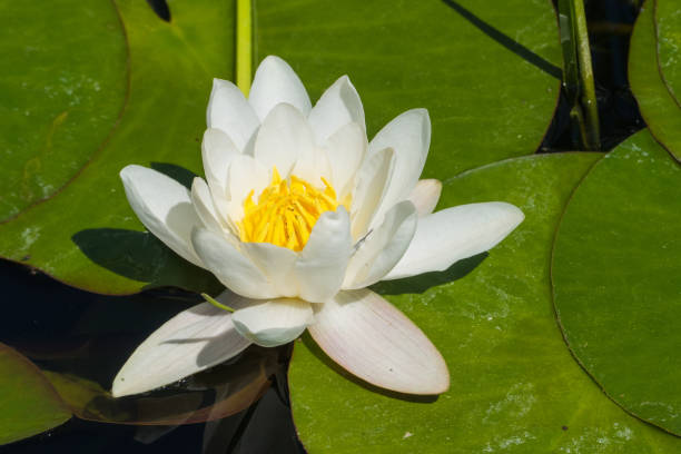 istock White Waterlily Blossom on Pond Leaves 1686386130