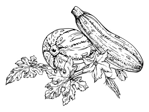 ilustrações de stock, clip art, desenhos animados e ícones de hand drawn ink vector marrow zucchini gourd squash. sketch illustration art for thanksgiving, harvest, farming. isolated object, outline. design for restaurant menu print, cafe, website, invitation - zucchini squash marrow squash vegetable