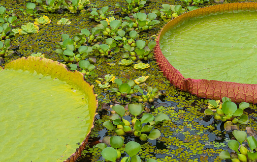 Exotic water plants