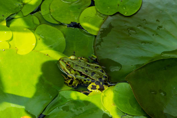 istock Frog sitting on Pond Leaves in sunlight 1686388220