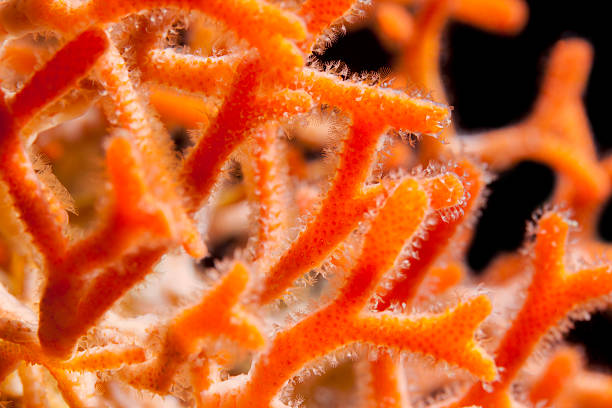hermoso vida marina - nature macro reef animal fotografías e imágenes de stock