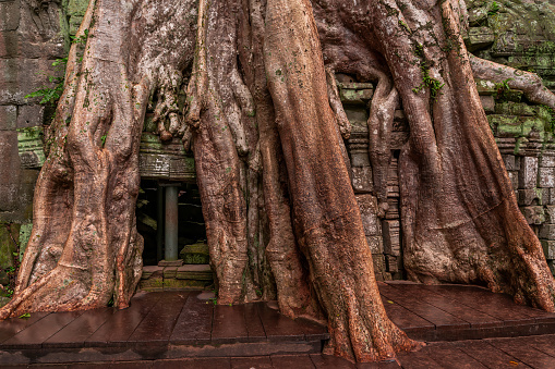 The gate under the root of the Giant Banyan Tree of Ta Prohm Temple