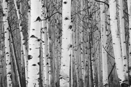 Monochrome image of white birch tree forest
