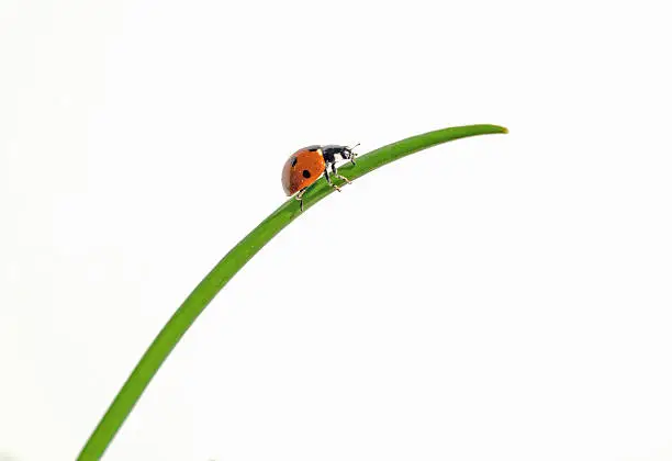 Photo of Ladybug on Grass