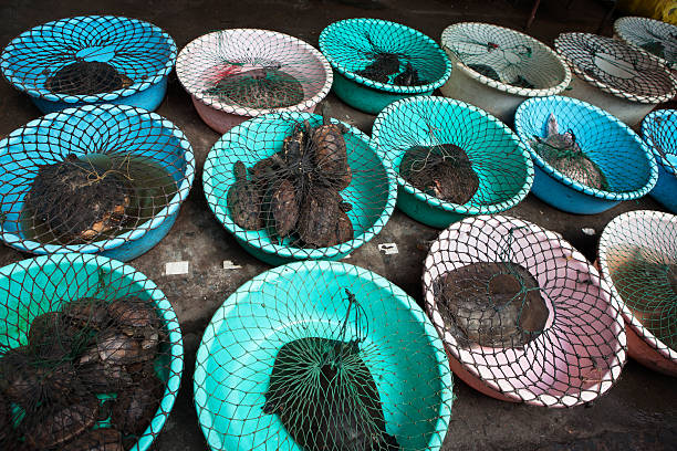 istock Live Turtles in Food Bazaar 168643976