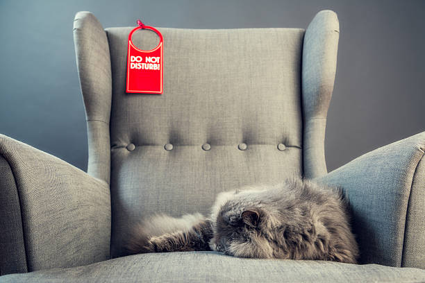 Gray persian cat on an armchair.