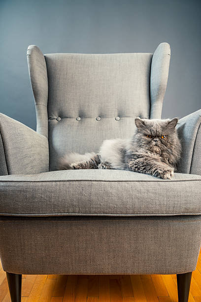 istock Gray persian cat on armchair 168644567