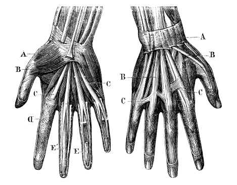 Antique medical scientific illustration high-resolution: Hands muscles