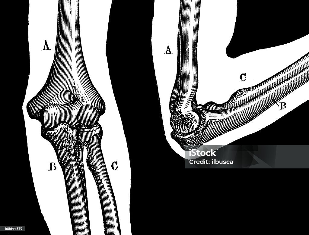 アンティークの医療科学イラストレーション高分解能: 肘の関節 - 肘のロイヤリティフリーストックイラストレーション