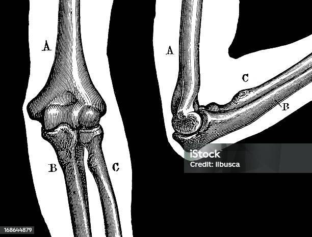 アンティークの医療科学イラストレーション高分解能 肘の関節 - 肘のベクターアート素材や画像を多数ご用意 - 肘, 人体構造, 19世紀風