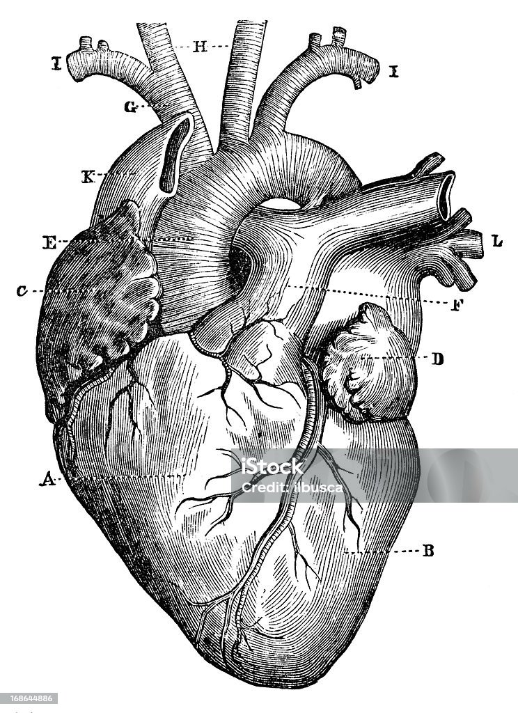 Antique medical scientific illustration high-resolution: heart Anatomy stock illustration