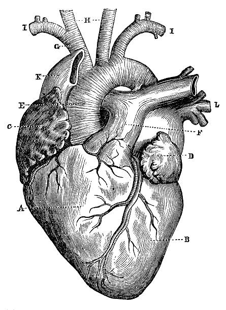 Antique medical scientific illustration high-resolution: heart Antique medical scientific illustration high-resolution: heart human heart sketch stock illustrations