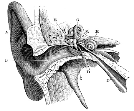 Antique medical scientific illustration high-resolution: ear