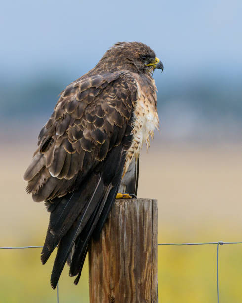 Swainson's Hawk on a fencepost in Colorado