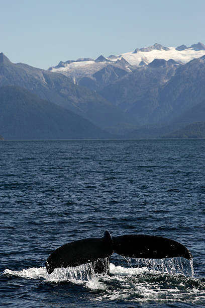 istock Whale Watching in Sitka, Alaska 168646551
